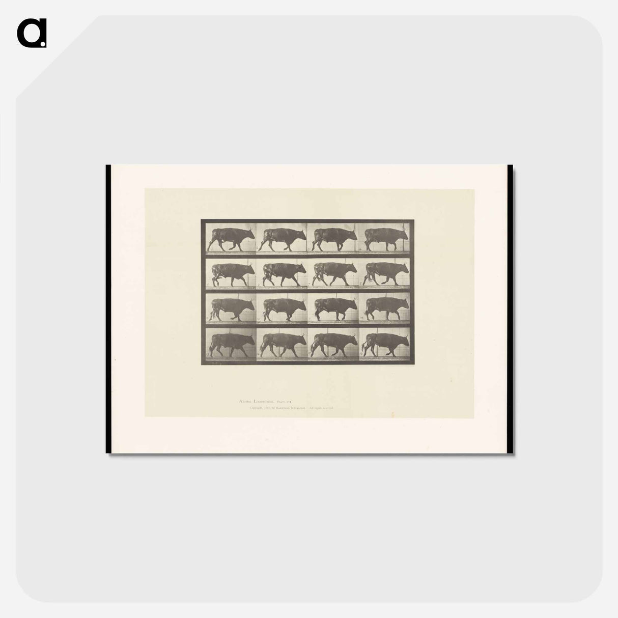 アートポストカード-Ox Walking
 - エドワード マイブリッジ Postcard.