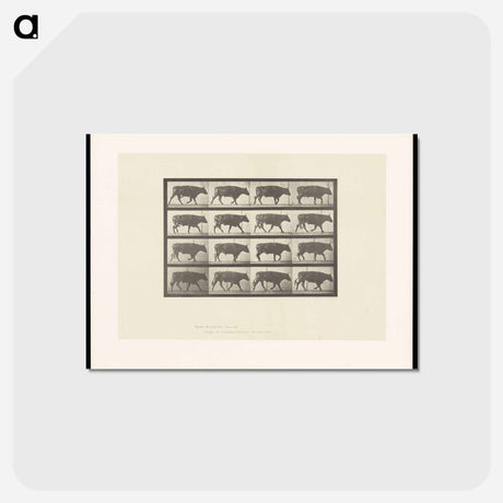 アートポストカード-Ox Walking
 - エドワード マイブリッジ Postcard.