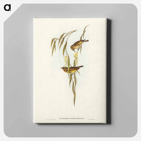 アートパネル-Red-throated Honey-eater
 - ジョン グールド Canvas.