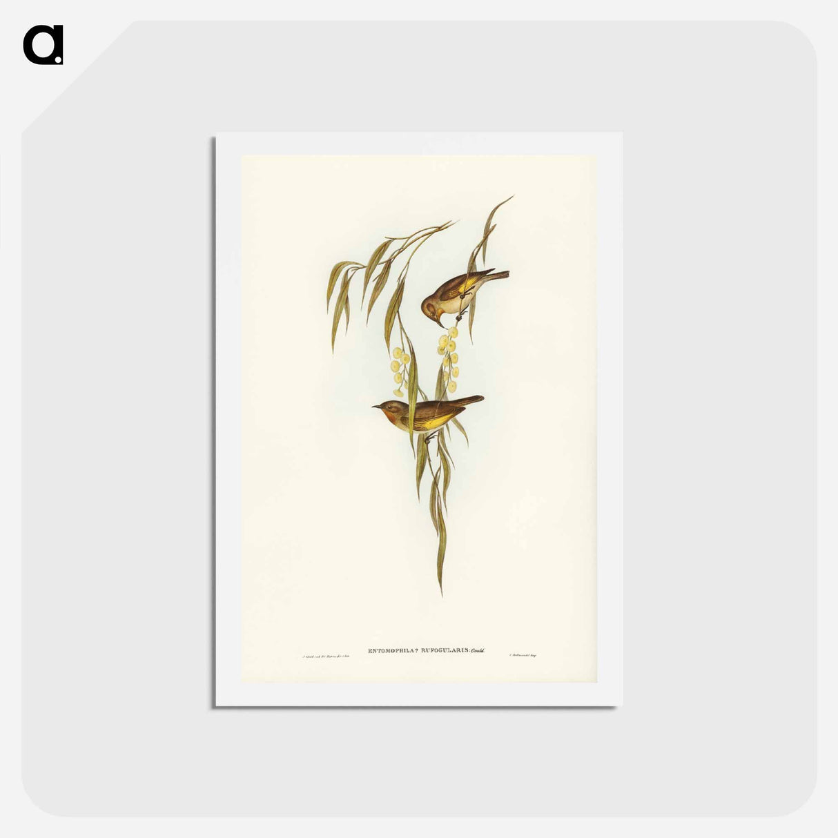 アートポストカード-Red-throated Honey-eater
 - ジョン グールド Postcard.