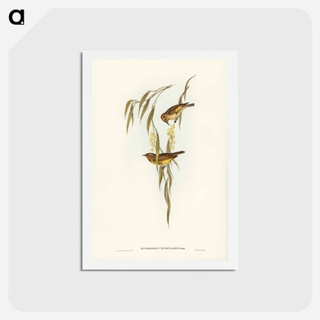 アートポストカード-Red-throated Honey-eater
 - ジョン グールド Postcard.