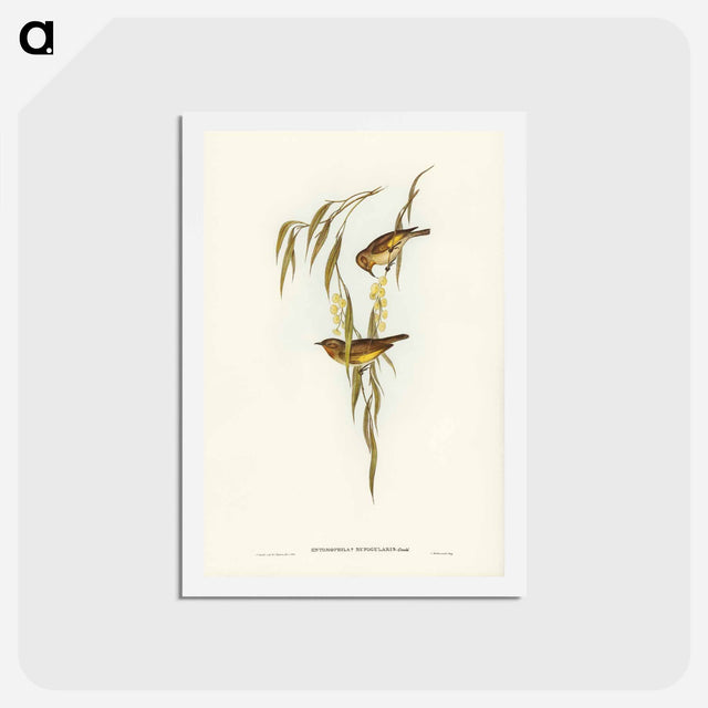 アートポストカード-Red-throated Honey-eater
 - ジョン グールド Postcard.