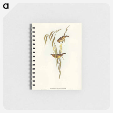 Red-throated Honey-eater
 - ジョン グールド Memo.