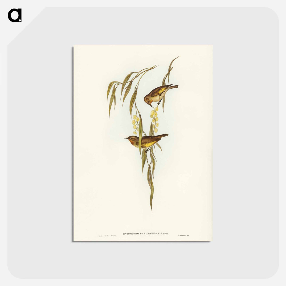 アートポストカード-Red-throated Honey-eater
 - ジョン グールド Postcard.