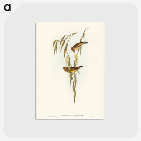 アートポストカード-Red-throated Honey-eater
 - ジョン グールド Postcard.