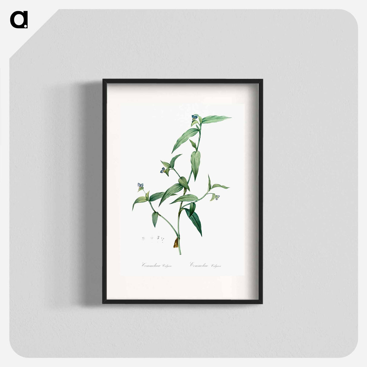 Tagblume - Pierre Joseph Redouté Poster.