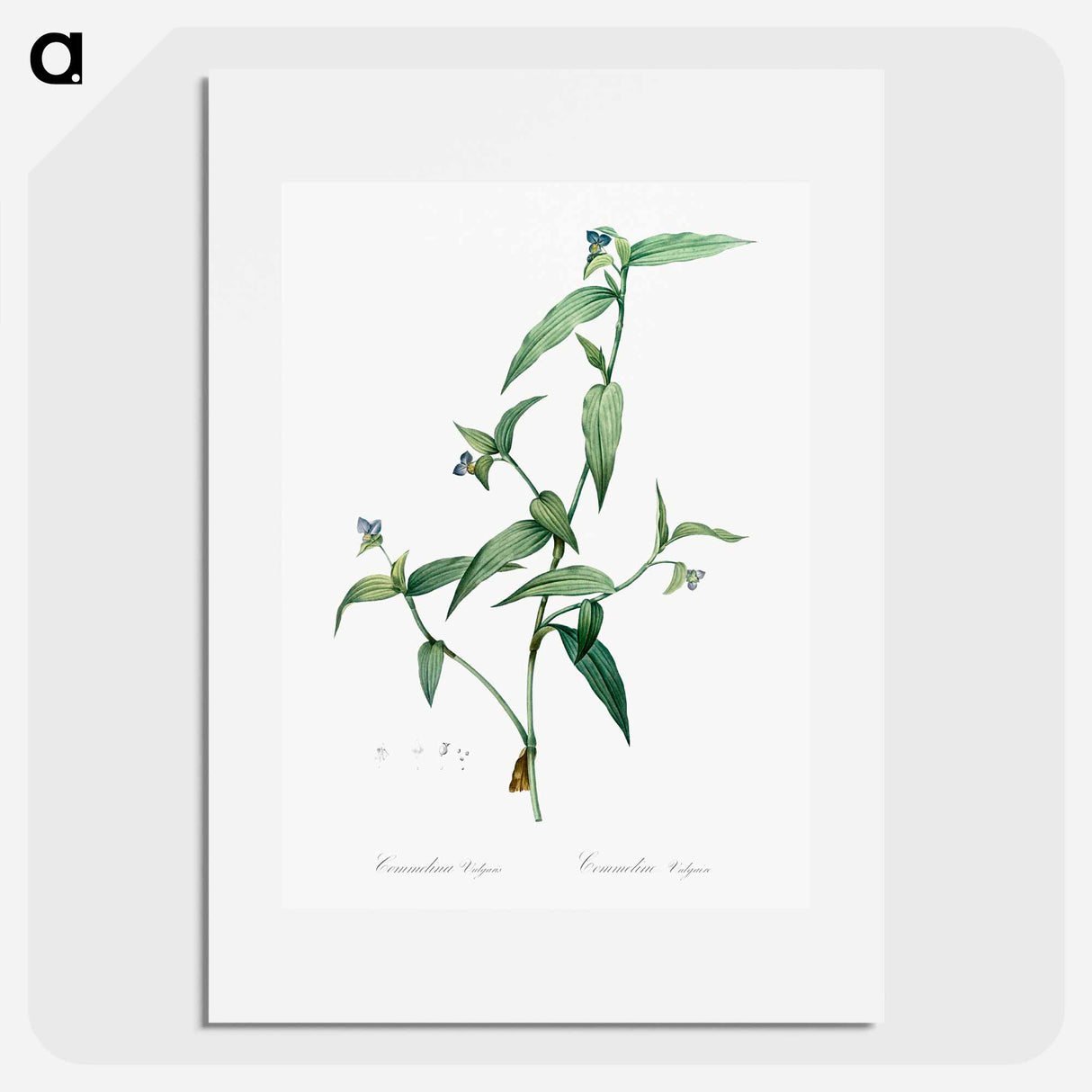 Tagblume - Pierre Joseph Redouté Poster.