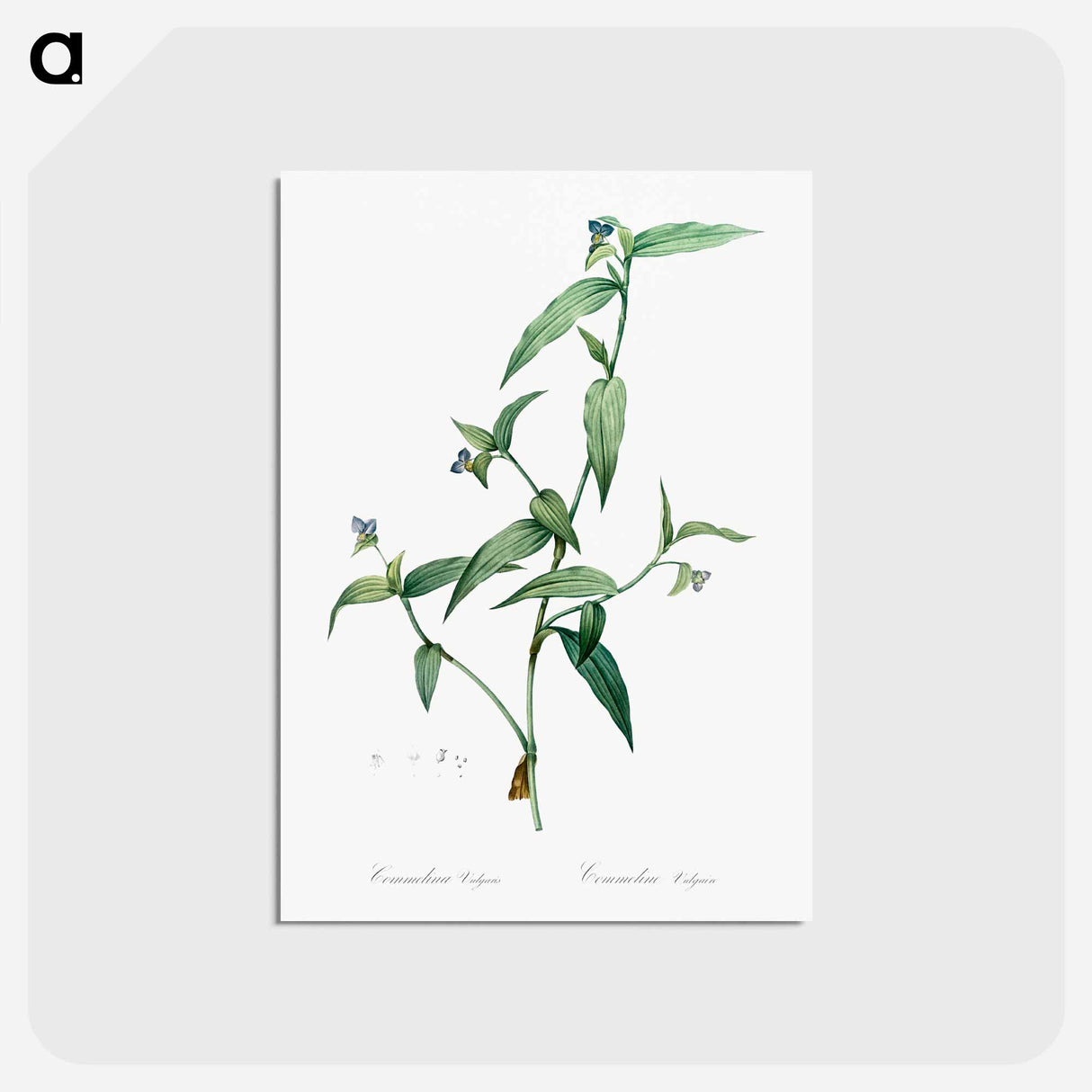 アートポストカード-Tagblume - ピエール ジョゼフ ルドゥーテ Postcard.