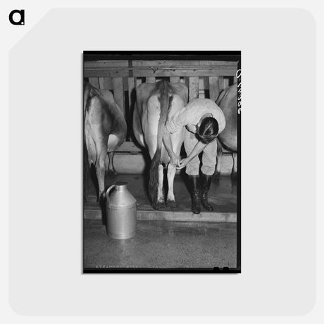 アートポストカード-Strapping Cow Legs
 - ラッセル リー Postcard.