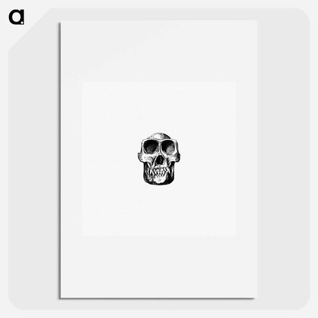 アートポスター-Equatorial African Skull
 - 大英図書館 Poster.