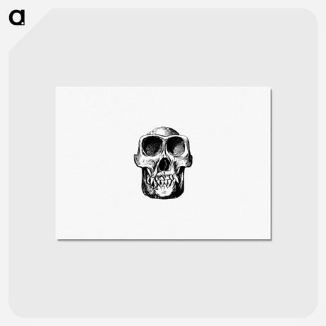 アートポストカード-Equatorial African Skull
 - 大英図書館 Postcard.