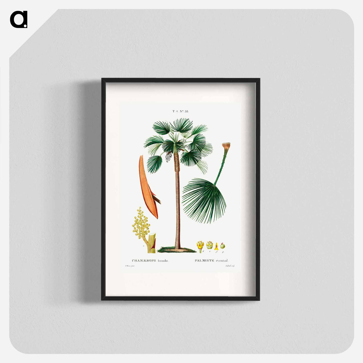 Palm fan (Chamaerops humilis) - Pierre-Joseph Redouté Poster.