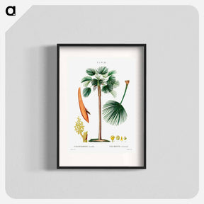 アートポスター-Palm fan (Chamaerops Humilis) - ピエール ジョゼフ ルドゥーテ Poster.