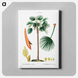 アートパネル-Palm fan (Chamaerops Humilis) - ピエール ジョゼフ ルドゥーテ Canvas.