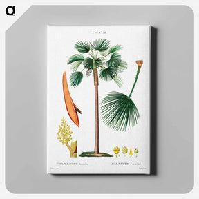 アートパネル-Palm fan (Chamaerops Humilis) - ピエール ジョゼフ ルドゥーテ Canvas.