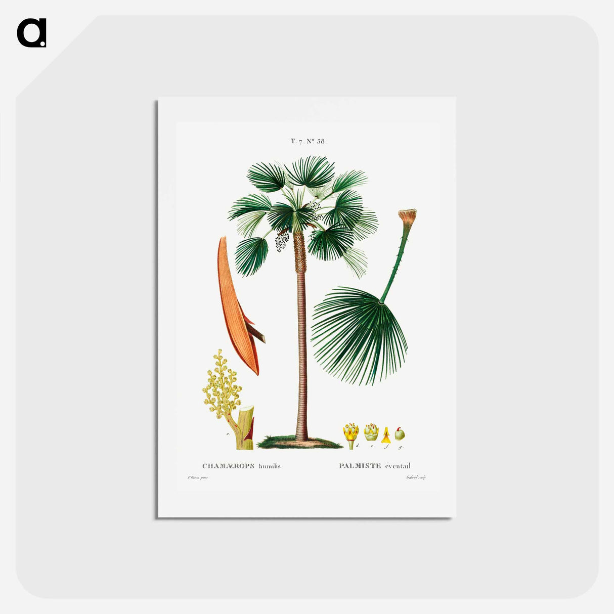 アートポストカード-Palm fan (Chamaerops Humilis) - ピエール ジョゼフ ルドゥーテ Postcard.