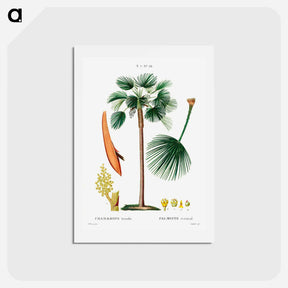 アートポストカード-Palm fan (Chamaerops Humilis) - ピエール ジョゼフ ルドゥーテ Postcard.