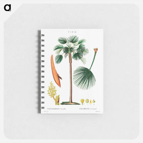 アートメモ帳-Palm fan (Chamaerops Humilis) - ピエール ジョゼフ ルドゥーテ Memo.