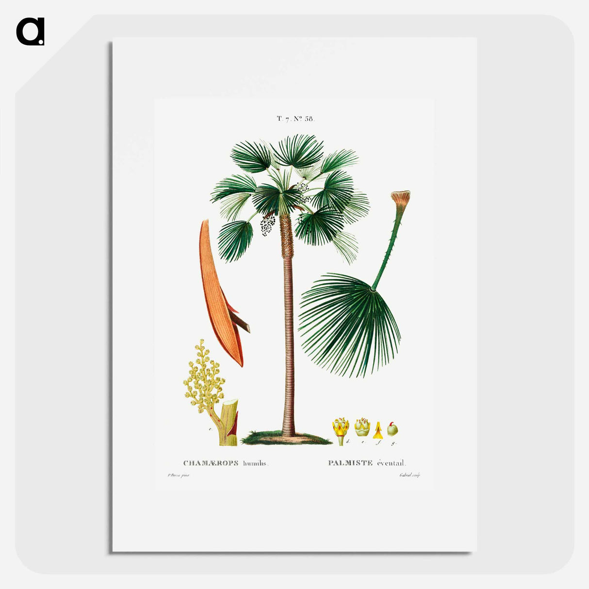 Palm fan (Chamaerops Humilis) - ピエール ジョゼフ ルドゥーテ Poster.