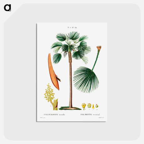 アートポストカード-Palm fan (Chamaerops Humilis) - ピエール ジョゼフ ルドゥーテ Postcard.