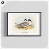 Torres' Tern
 - オーストラリアの鳥 Poster.