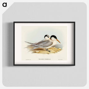 アートポスター-Torres' Tern
 - オーストラリアの鳥 Poster.