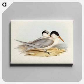 アートパネル-Torres' Tern
 - オーストラリアの鳥 Canvas.