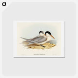 アートポストカード-Torres' Tern
 - オーストラリアの鳥 Postcard.