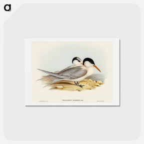 アートポストカード-Torres' Tern
 - オーストラリアの鳥 Postcard.