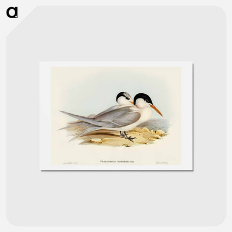 アートポストカード-Torres' Tern
 - オーストラリアの鳥 Postcard.