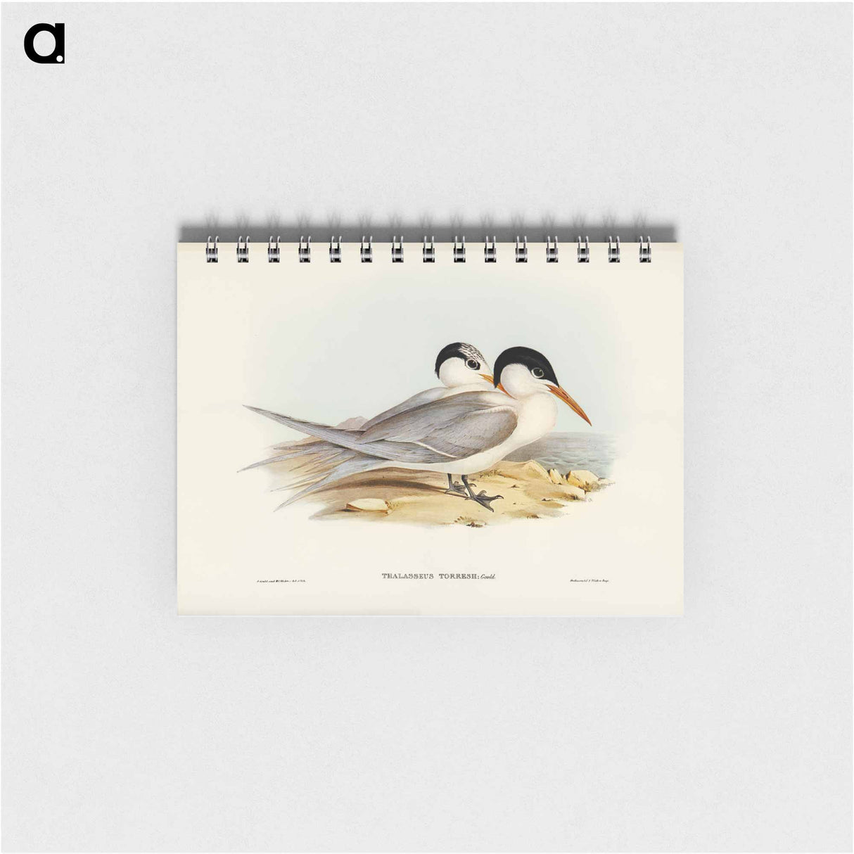 アートメモ帳-Torres' Tern
 - オーストラリアの鳥 Memo.