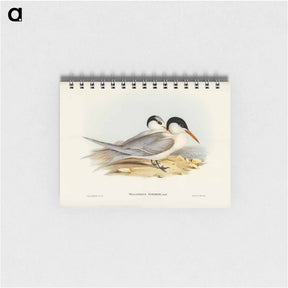 アートメモ帳-Torres' Tern
 - オーストラリアの鳥 Memo.