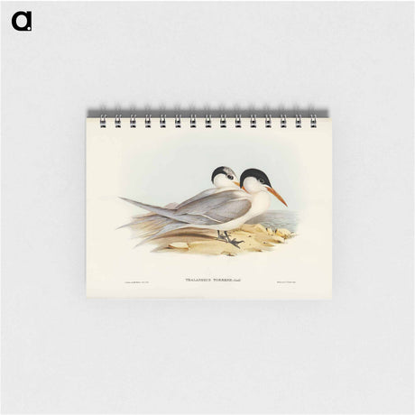 アートメモ帳-Torres' Tern
 - オーストラリアの鳥 Memo.