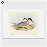 Torres' Tern
 - オーストラリアの鳥 Poster.