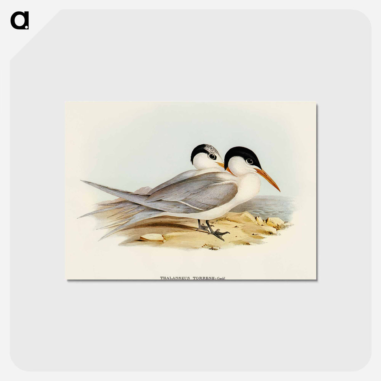アートポストカード-Torres' Tern
 - オーストラリアの鳥 Postcard.