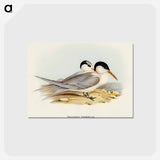 アートポストカード-Torres' Tern
 - オーストラリアの鳥 Postcard.