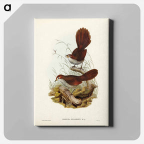 アートパネル-Rufous-headed Bristle-Bird
 - ジョン グールド Canvas.