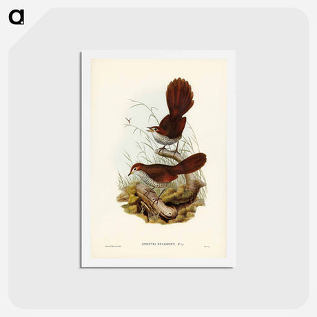 アートポストカード-Rufous-headed Bristle-Bird
 - ジョン グールド Postcard.