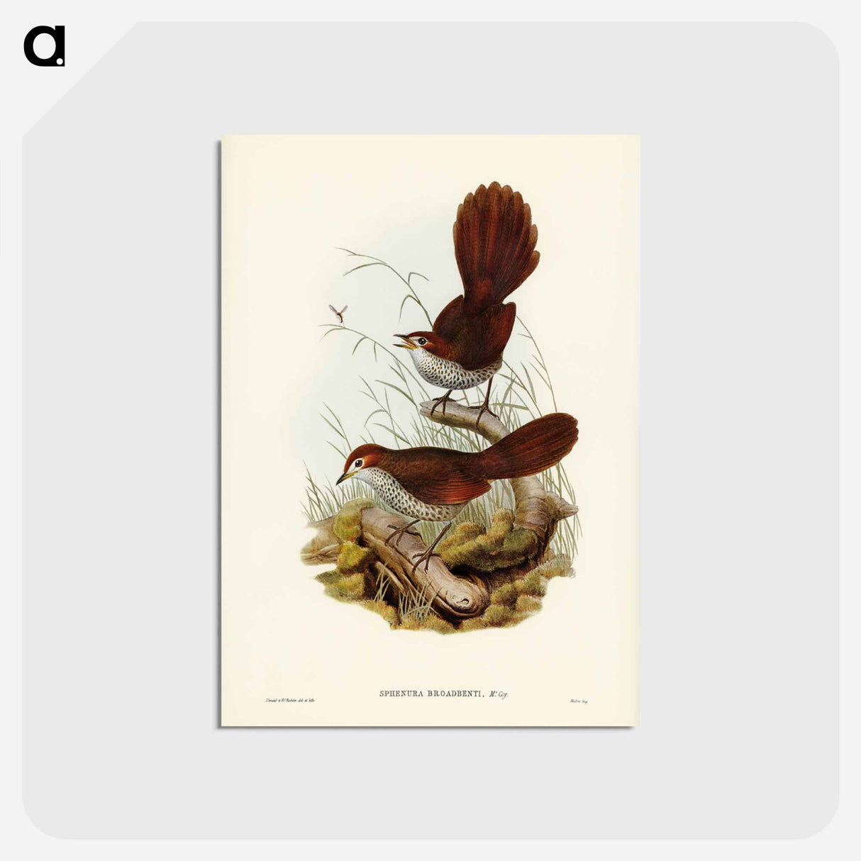 アートポストカード-Rufous-headed Bristle-Bird
 - ジョン グールド Postcard.