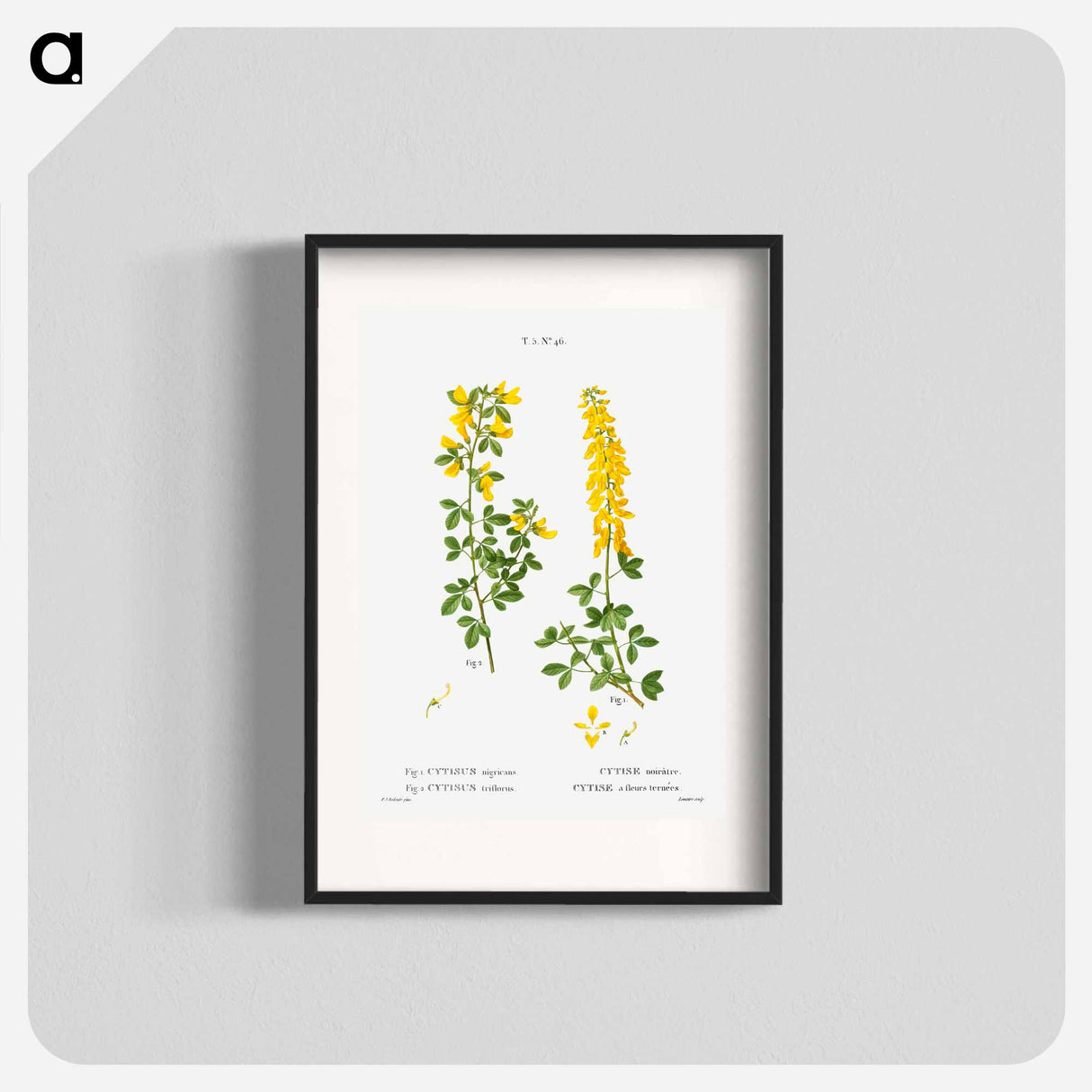 Black broom, Cytisus nigricans and hairy broom, Cytisus triflorus - Pierre-Joseph Redouté Poster.