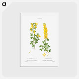 アートポストカード-Black broom, Cytisus nigricans and hairy broom, Cytisus triflorus - ピエール ジョゼフ ルドゥーテ Postcard.