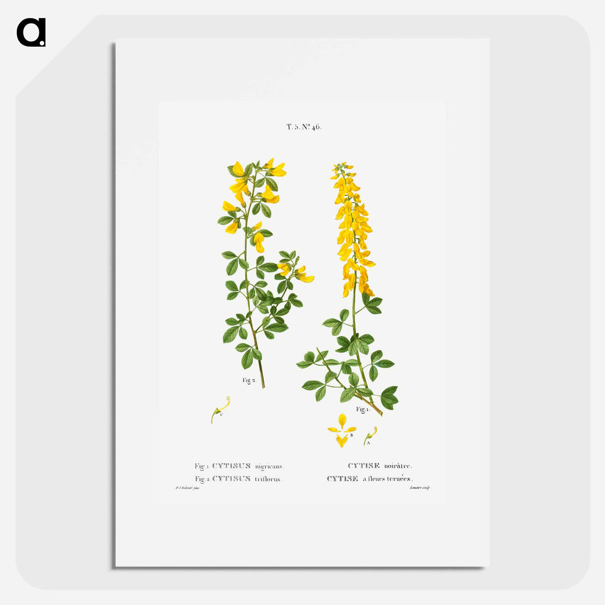 Black broom, Cytisus nigricans and hairy broom, Cytisus triflorus - Pierre-Joseph Redouté Poster.