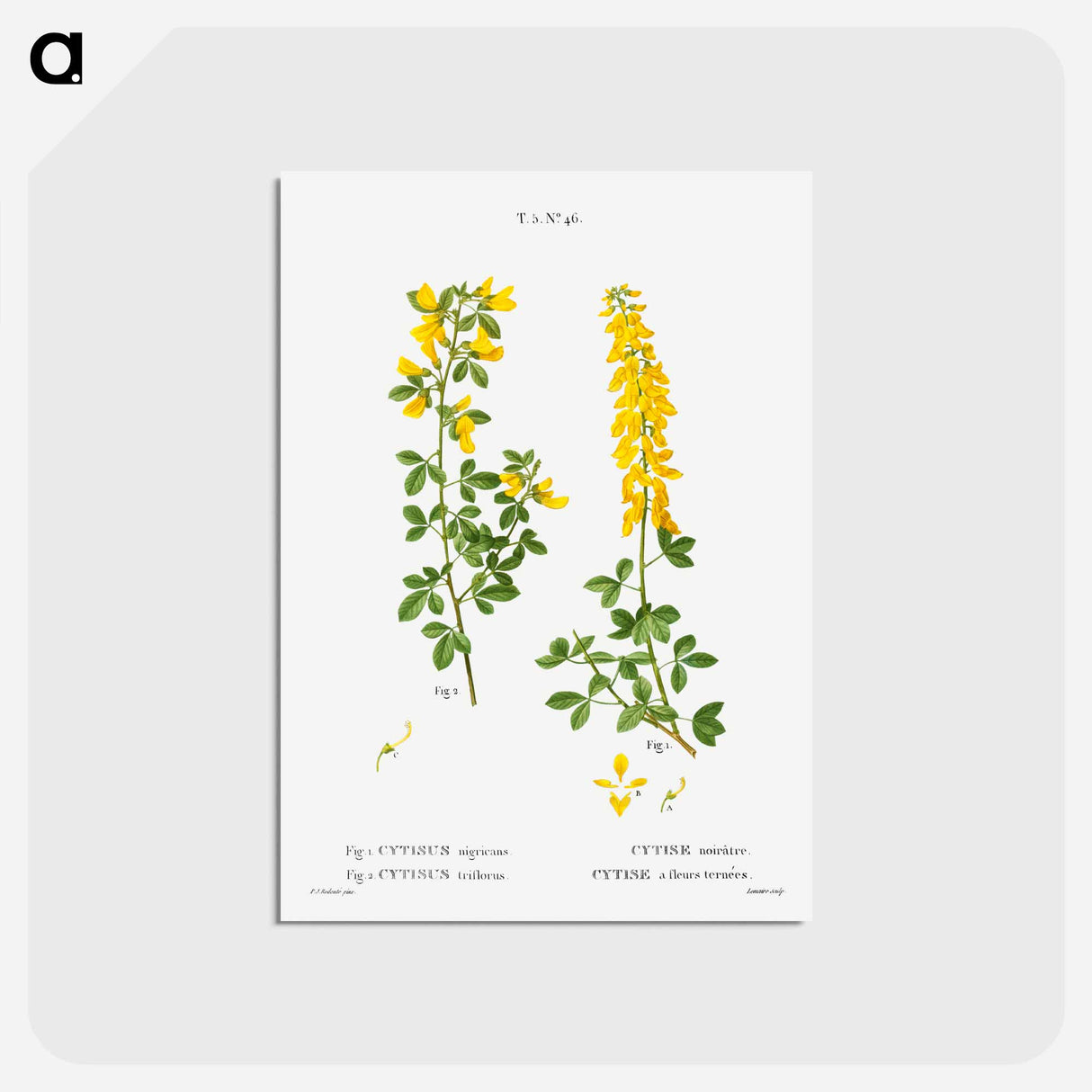 アートポストカード-Black broom, Cytisus nigricans and hairy broom, Cytisus triflorus - ピエール ジョゼフ ルドゥーテ Postcard.