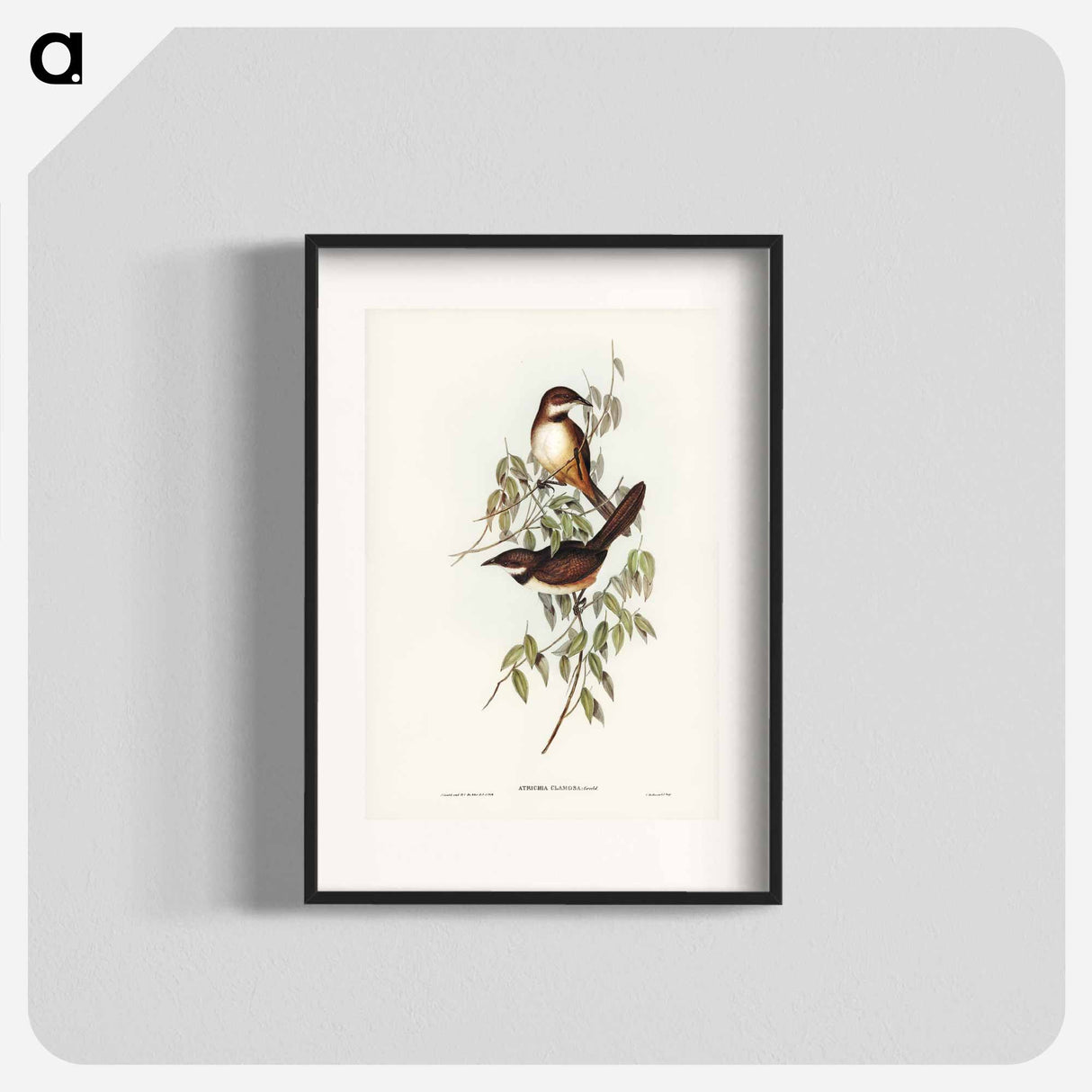 Noisy Brush-bird
 - オーストラリアの鳥 Poster.