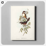 Noisy Brush-bird
 - オーストラリアの鳥 Canvas.