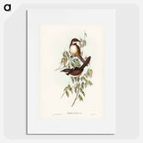 Noisy Brush-bird
 - オーストラリアの鳥 Poster.