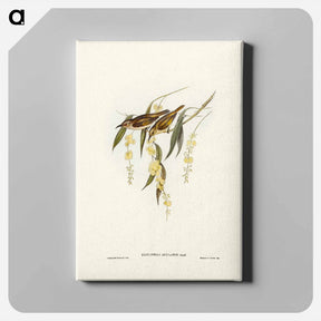 アートパネル-Brown Honey-eater
 - ジョン グールド Canvas.