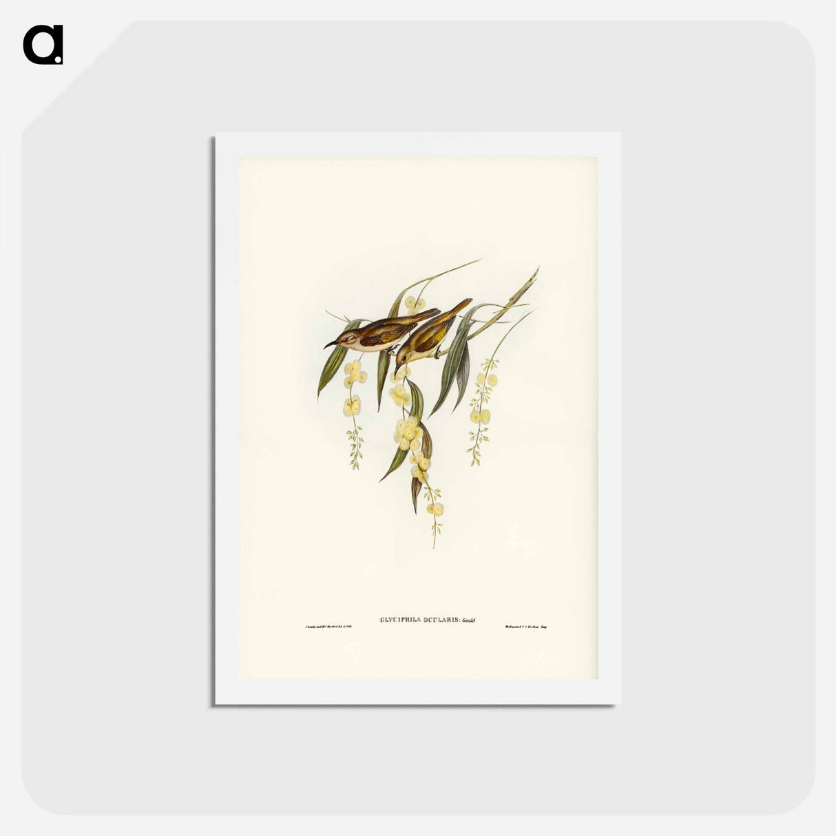 アートポストカード-Brown Honey-eater
 - ジョン グールド Postcard.