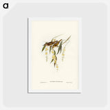 アートポストカード-Brown Honey-eater
 - ジョン グールド Postcard.