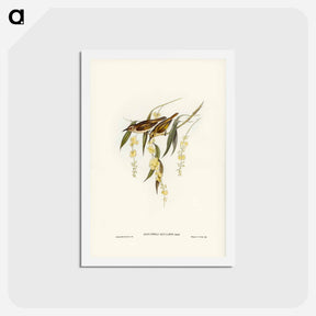 アートポストカード-Brown Honey-eater
 - ジョン グールド Postcard.